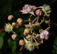 Image de Rubus cockburnianus Hemsl.