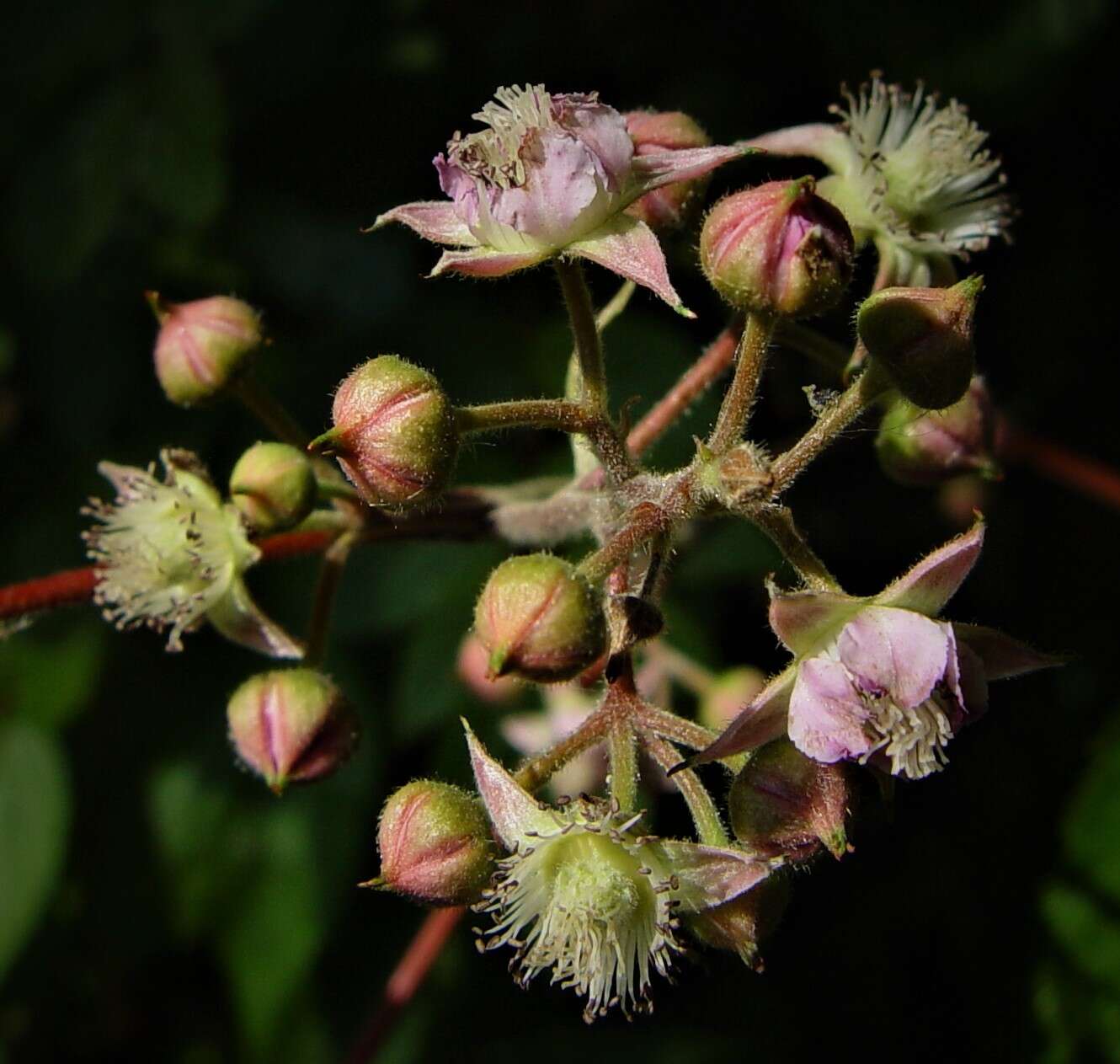 Слика од Rubus cockburnianus Hemsl.