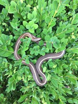 Image of Shorthead Garter Snake