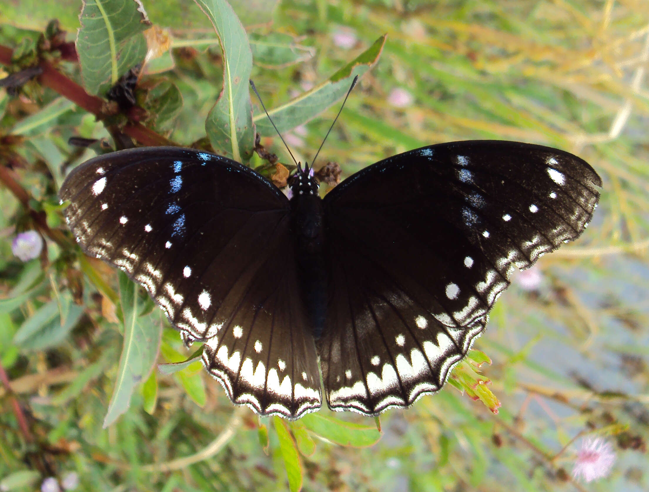 Imagem de Hypolimnas bolina Linnaeus 1758