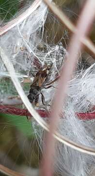 صورة Ligyrocoris sylvestris Linnaeus & C. 1758