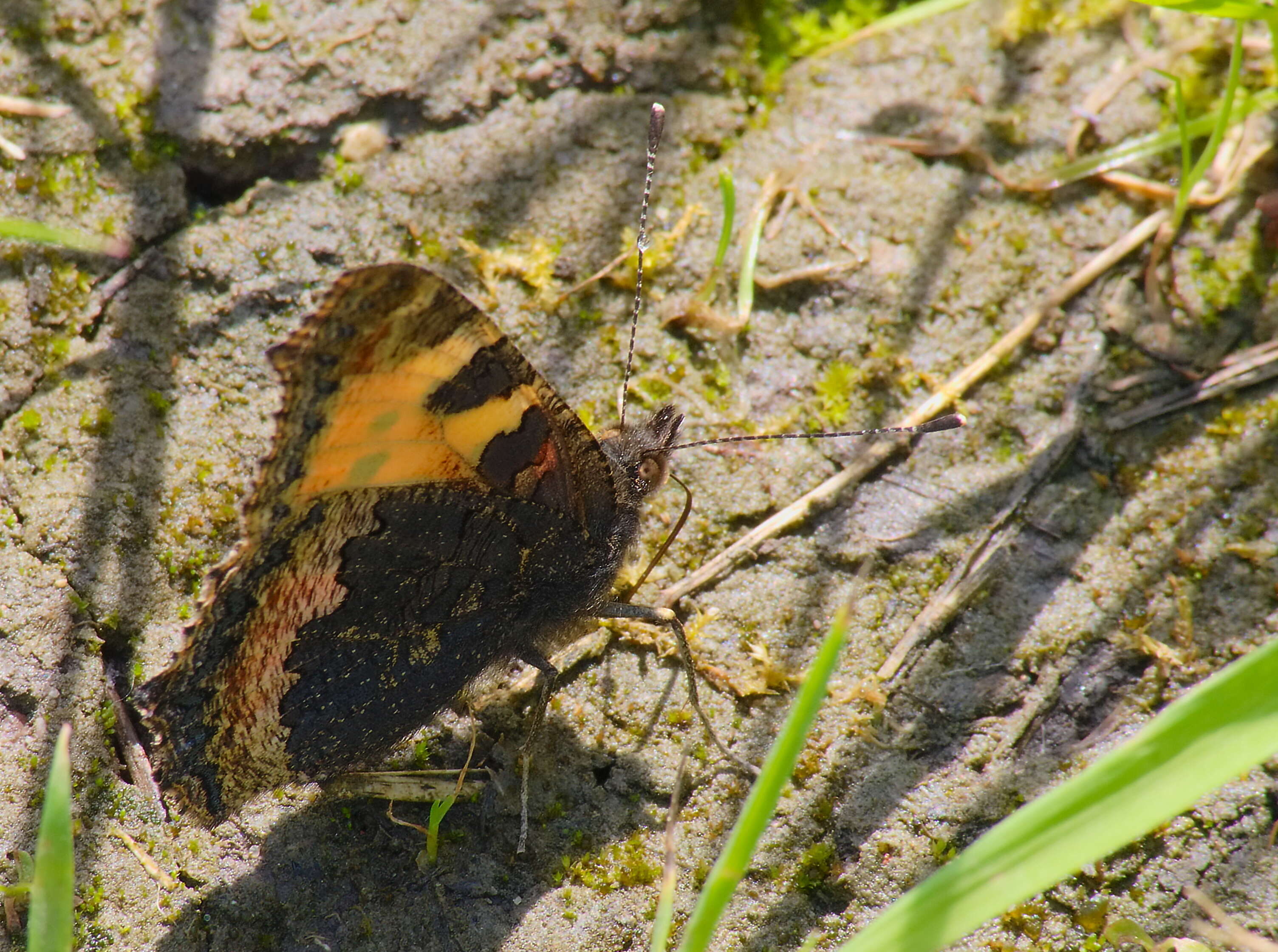 Imagem de Aglais urticae Linnaeus 1758