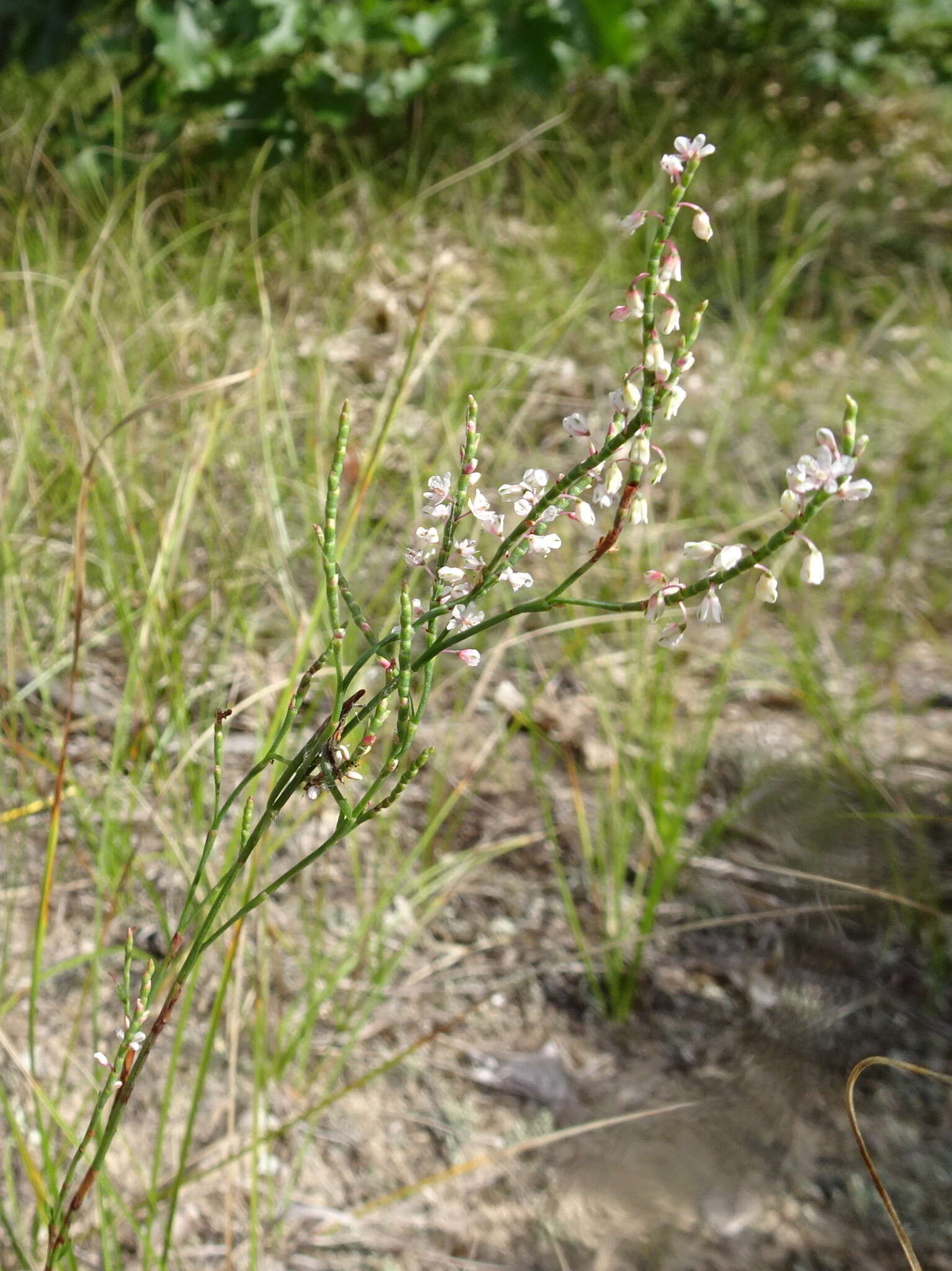 Image of coastal jointweed