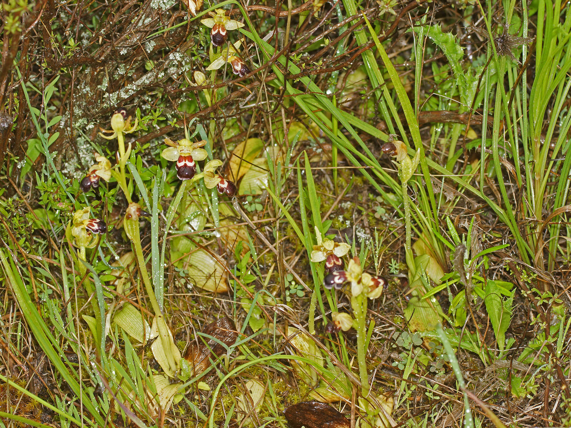 Image of Ophrys omegaifera subsp. dyris (Maire) Del Prete