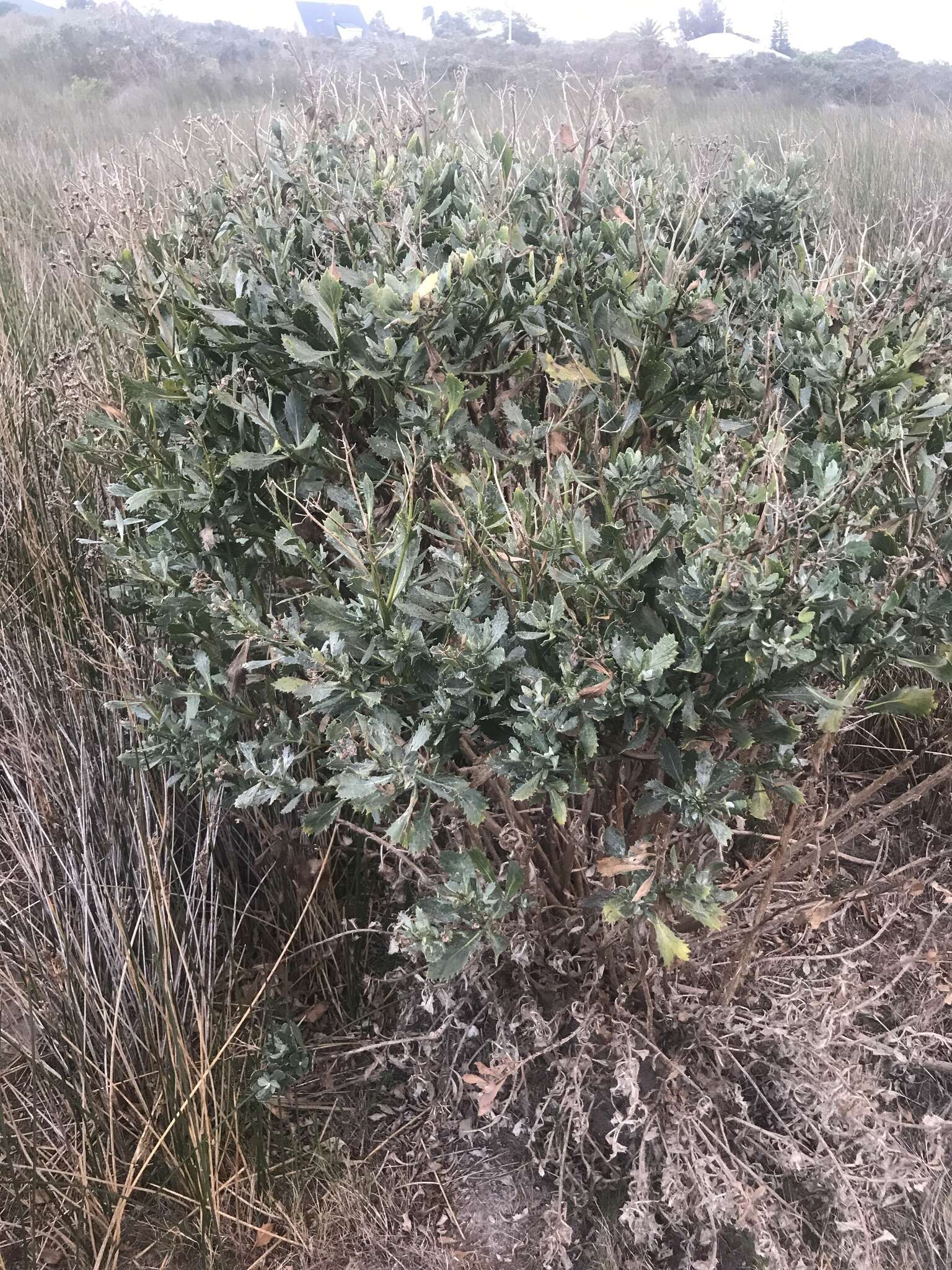 Imagem de Senecio halimifolius L.