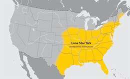 Image of Lone Star Tick