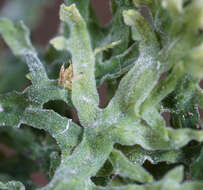 Image of Downy Veilwort