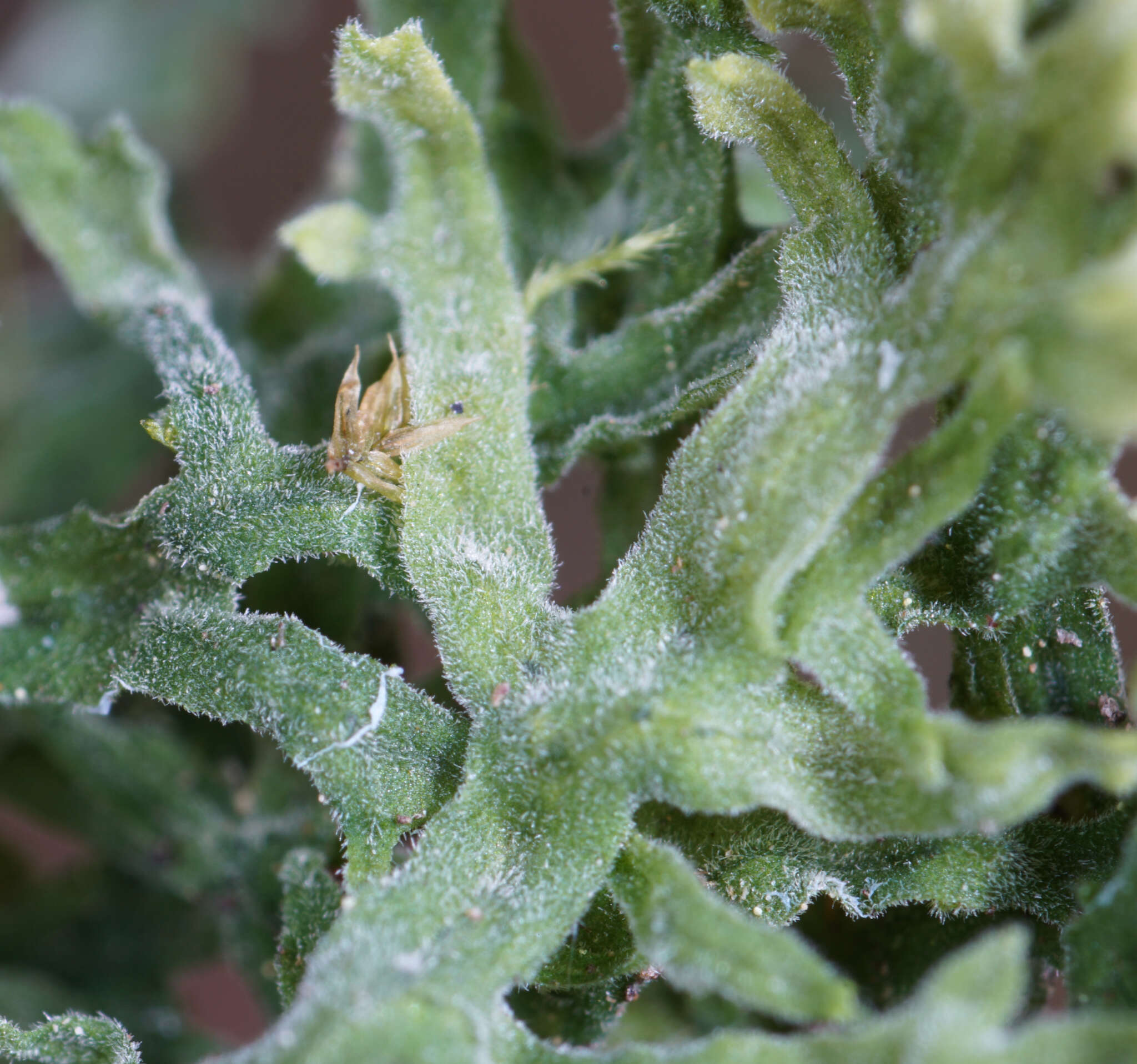 Image of Downy Veilwort