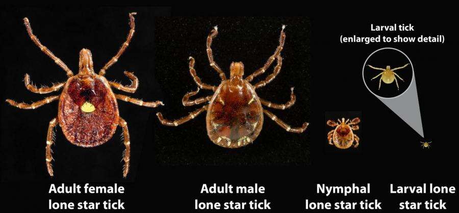 Image of Lone Star Tick