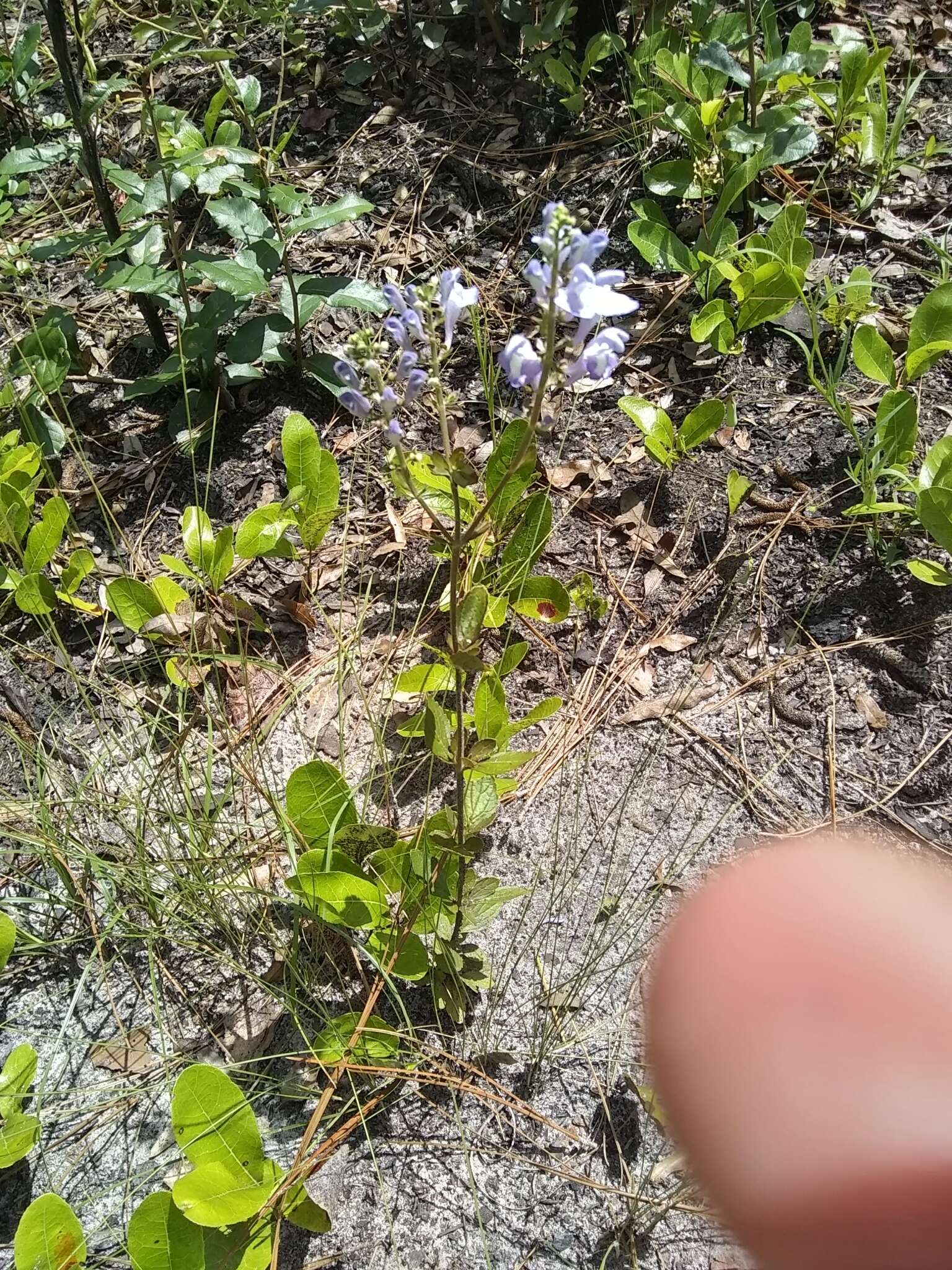 Image de Scutellaria arenicola Small