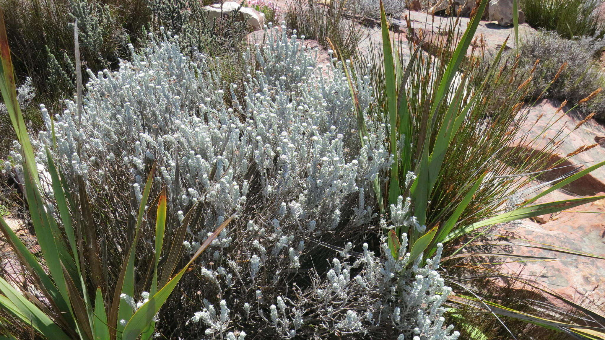 Image of Athanasia pachycephala subsp. pachycephala