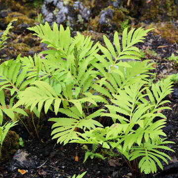 Image of sensitive fern