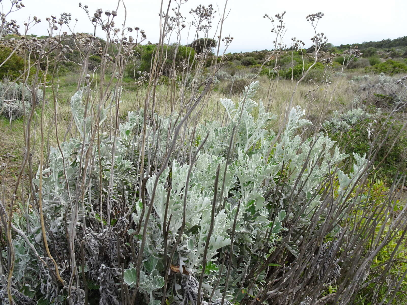 Image of Silver Ragwort