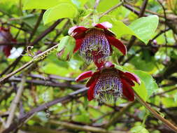 Sivun Passiflora alata Curtis kuva