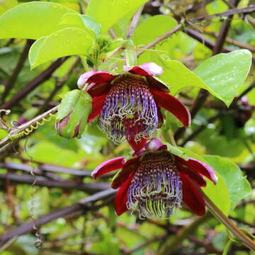 Sivun Passiflora alata Curtis kuva