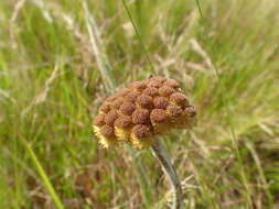 Слика од Helichrysum auriceps O. M. Hilliard