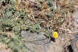 Image of Lotus glareosus Boiss. & Reut.