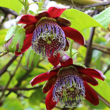 Sivun Passiflora alata Curtis kuva