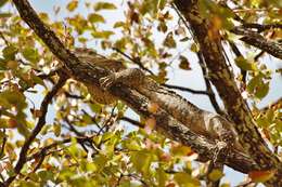 Image of White-throated Monitor