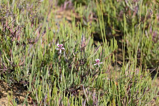 Image of Pelargonium laevigatum subsp. diversifolium (J. C. Wendl.) C. M. Schonken