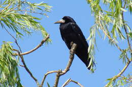 Imagem de Corvus frugilegus Linnaeus 1758