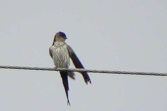 Image of Striated Swallow