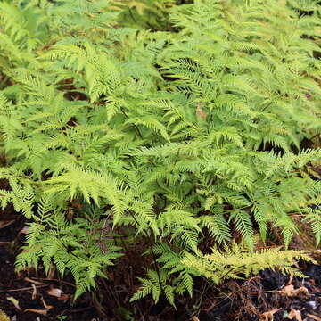 Imagem de Pteris tremula R. Br.