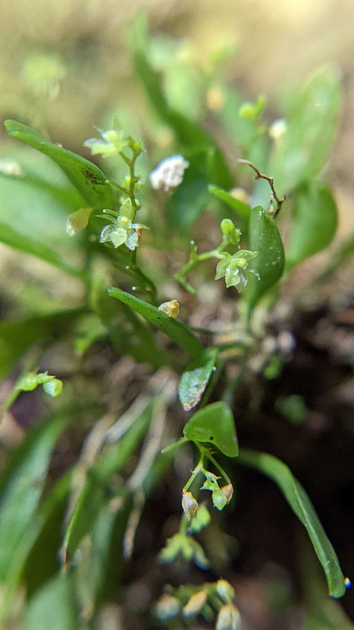 Image de Platystele microtatantha (Schltr.) Garay