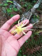 Image of longspur columbine