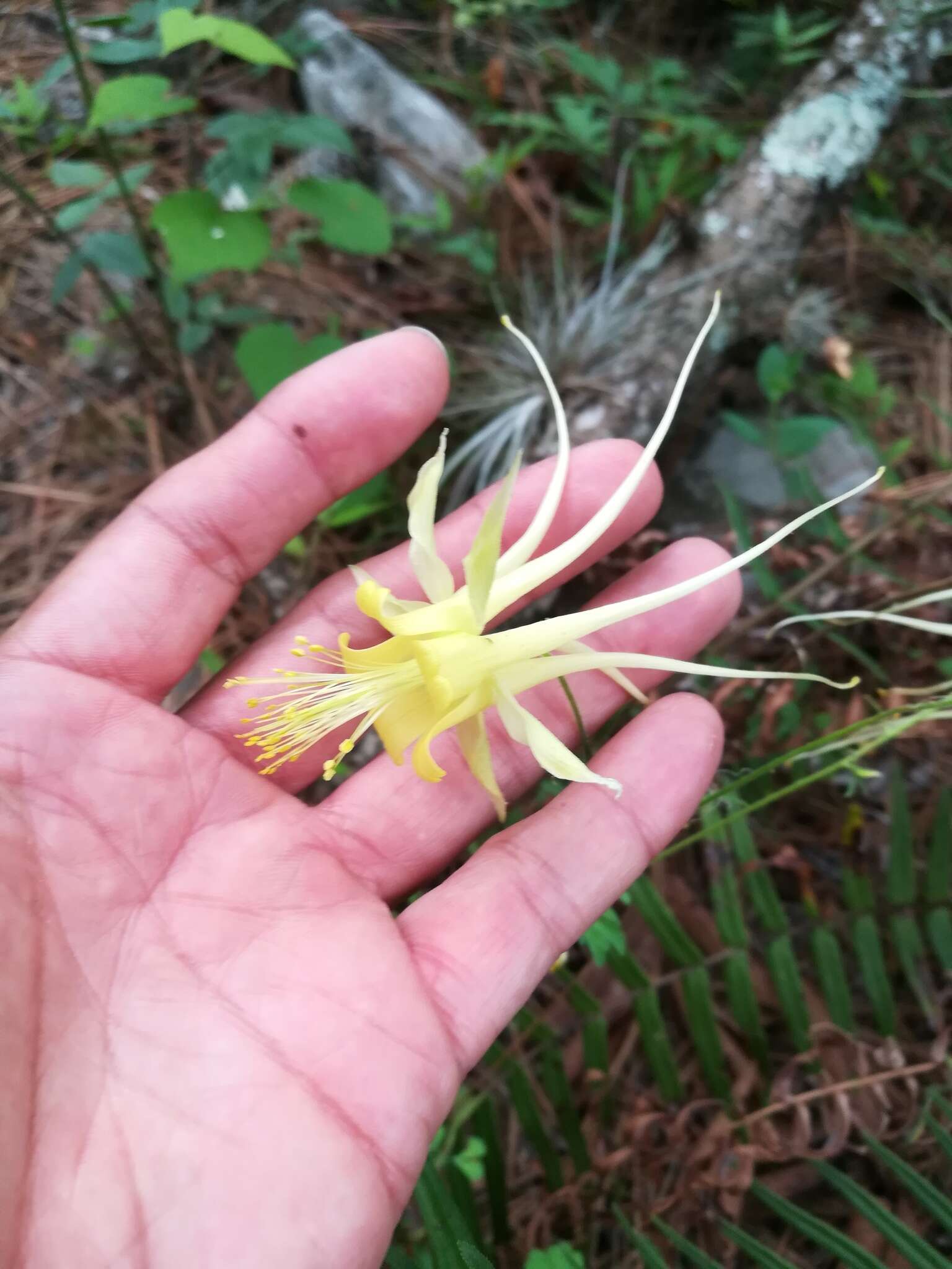 Image of longspur columbine