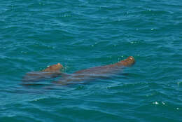 Image of Dugongs