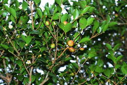 Image of Camellia brevistyla (Hayata) Cohen-Stuart