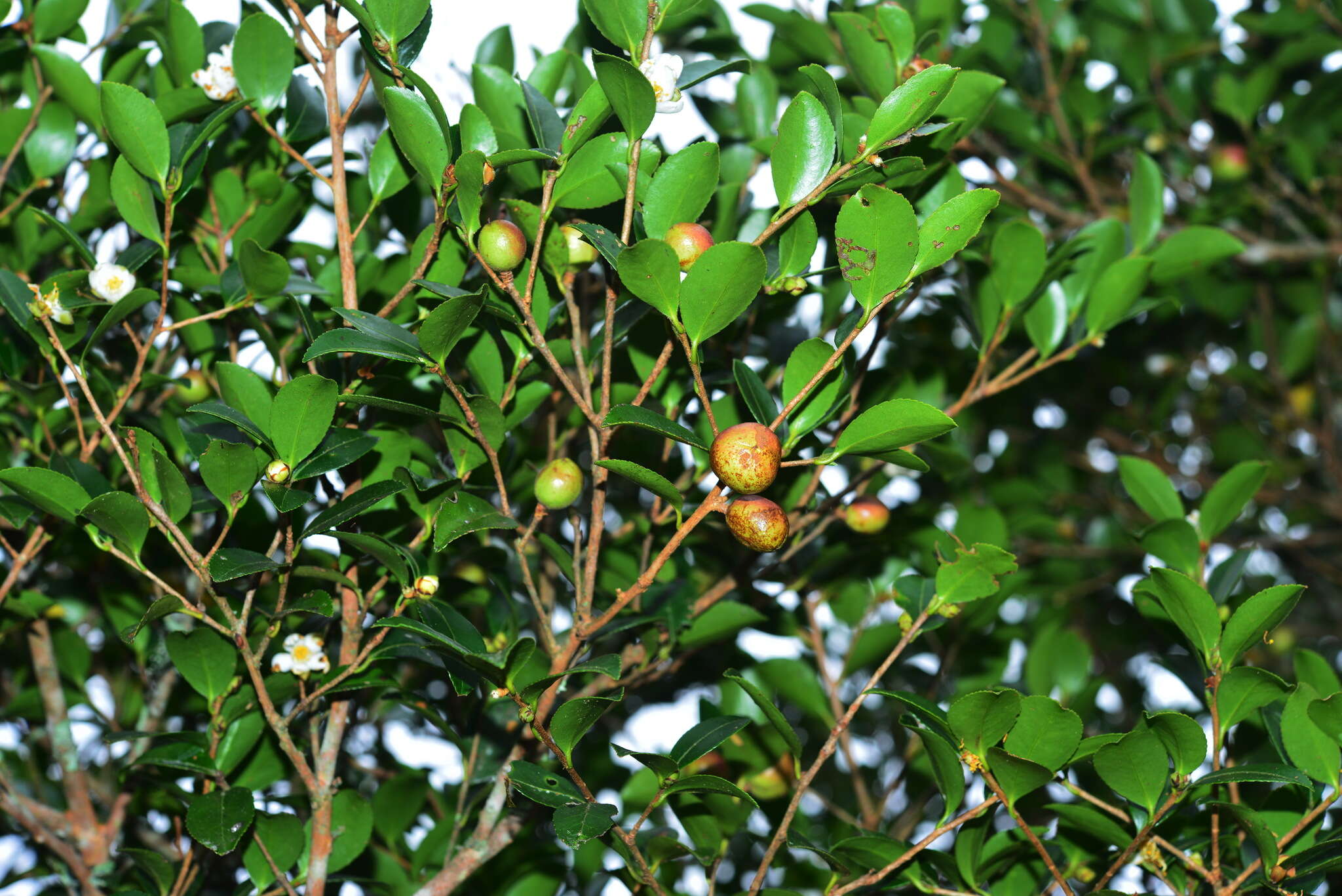 Image of Camellia brevistyla (Hayata) Cohen-Stuart