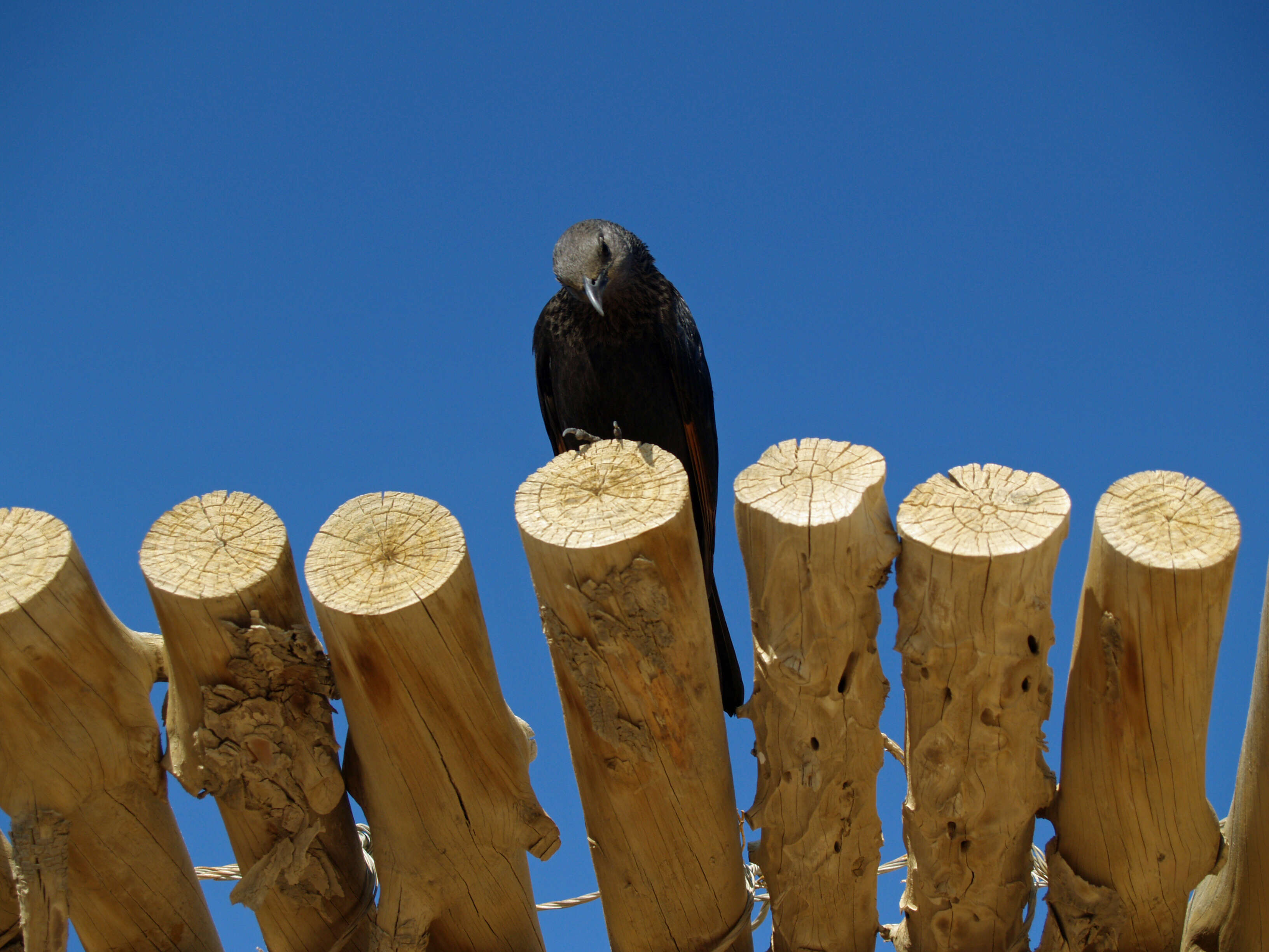 Image of Arabian Chestnut-winged Starling