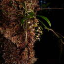 Image of Sarcochilus parviflorus Lindl.