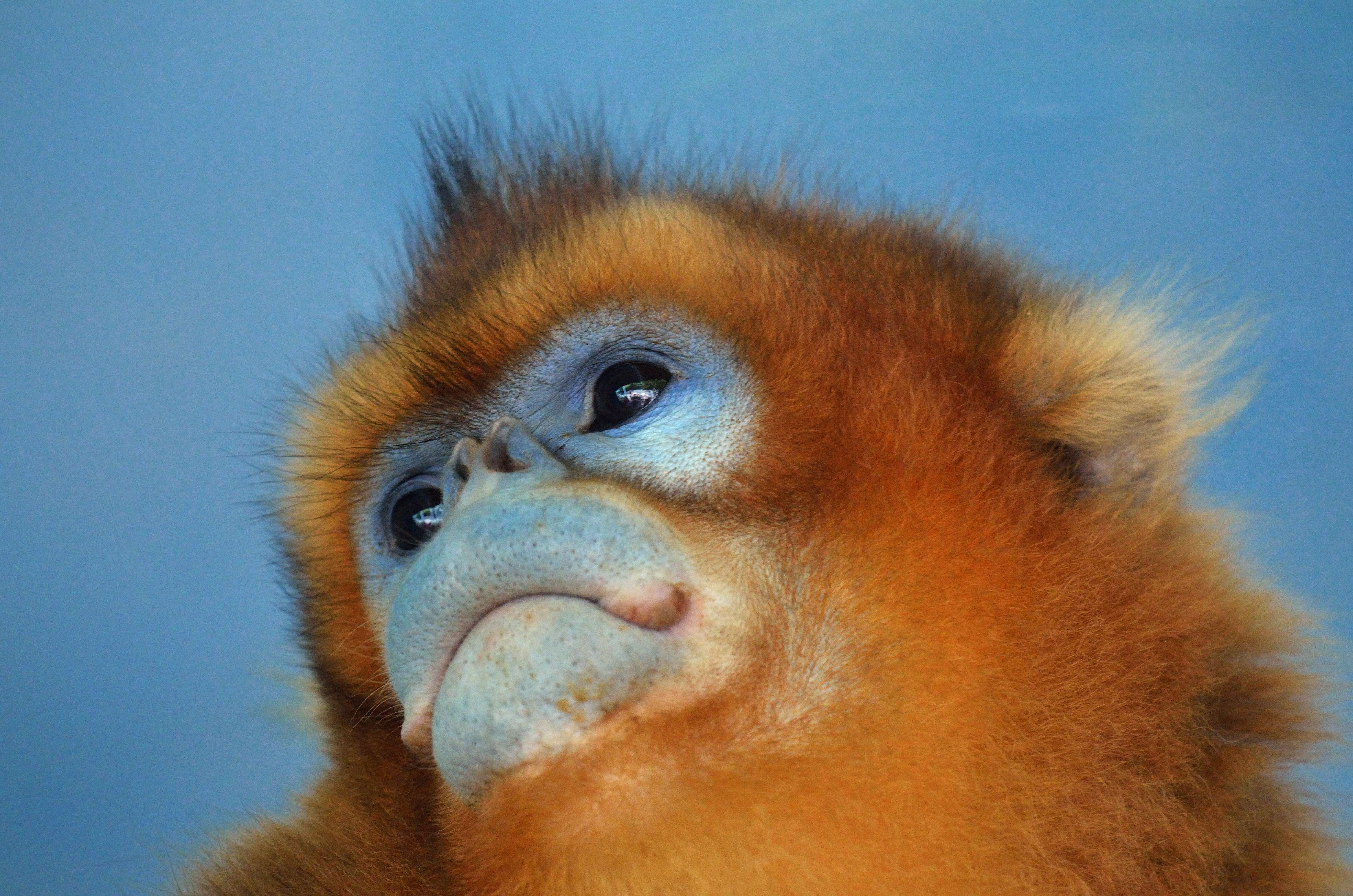 Image of Golden Snub-nosed Monkey