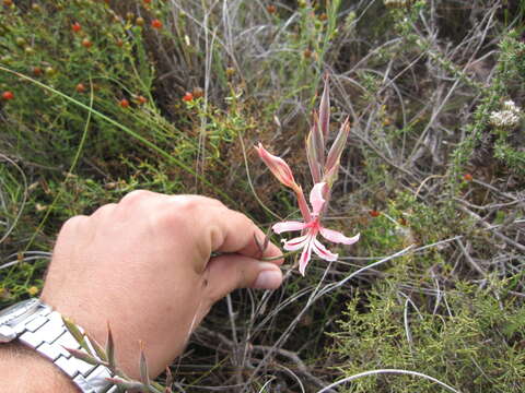 Image de Tritoniopsis revoluta (Burm. fil.) Goldblatt