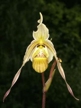 Image of Pearce's Phragmipedium