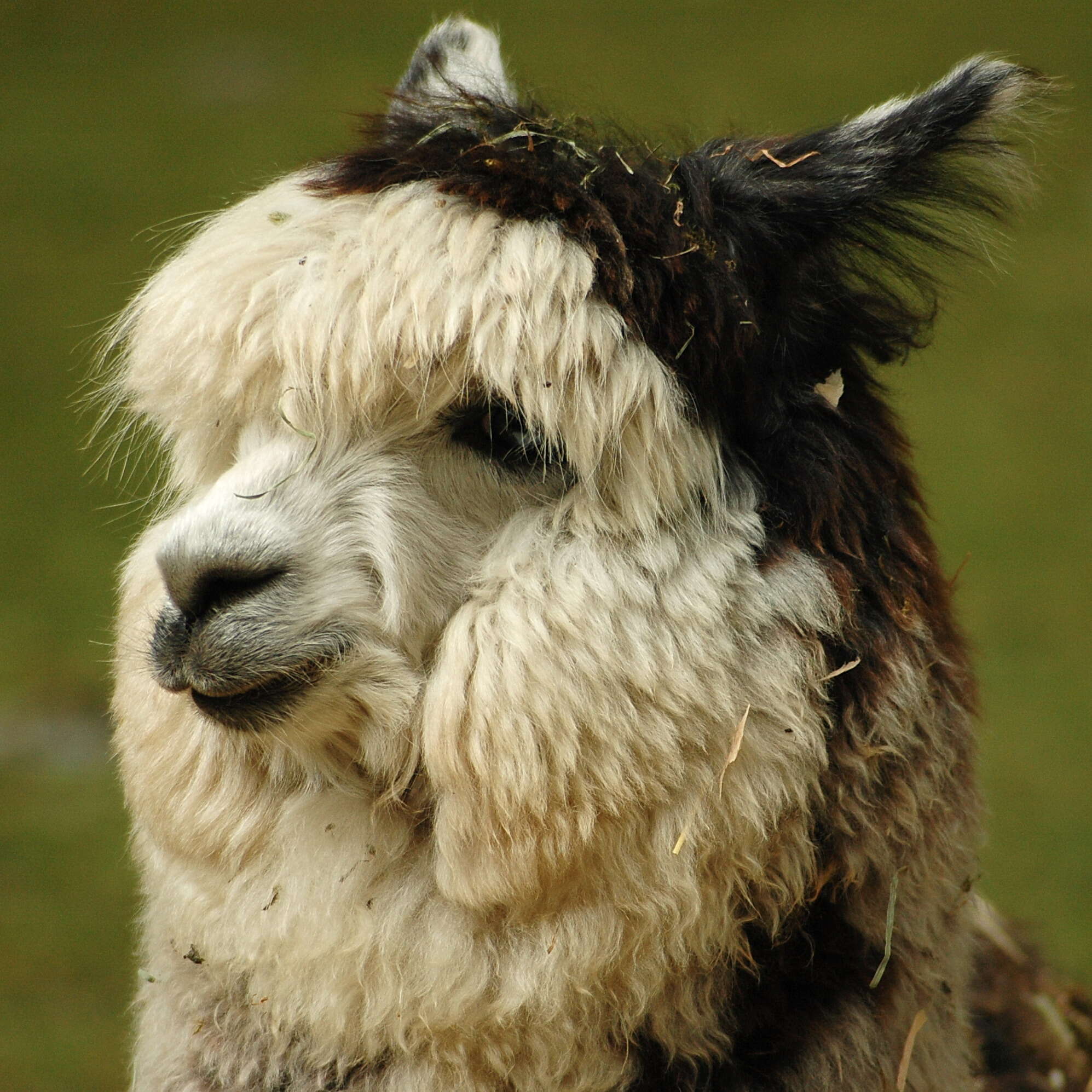 Image of Alpaca