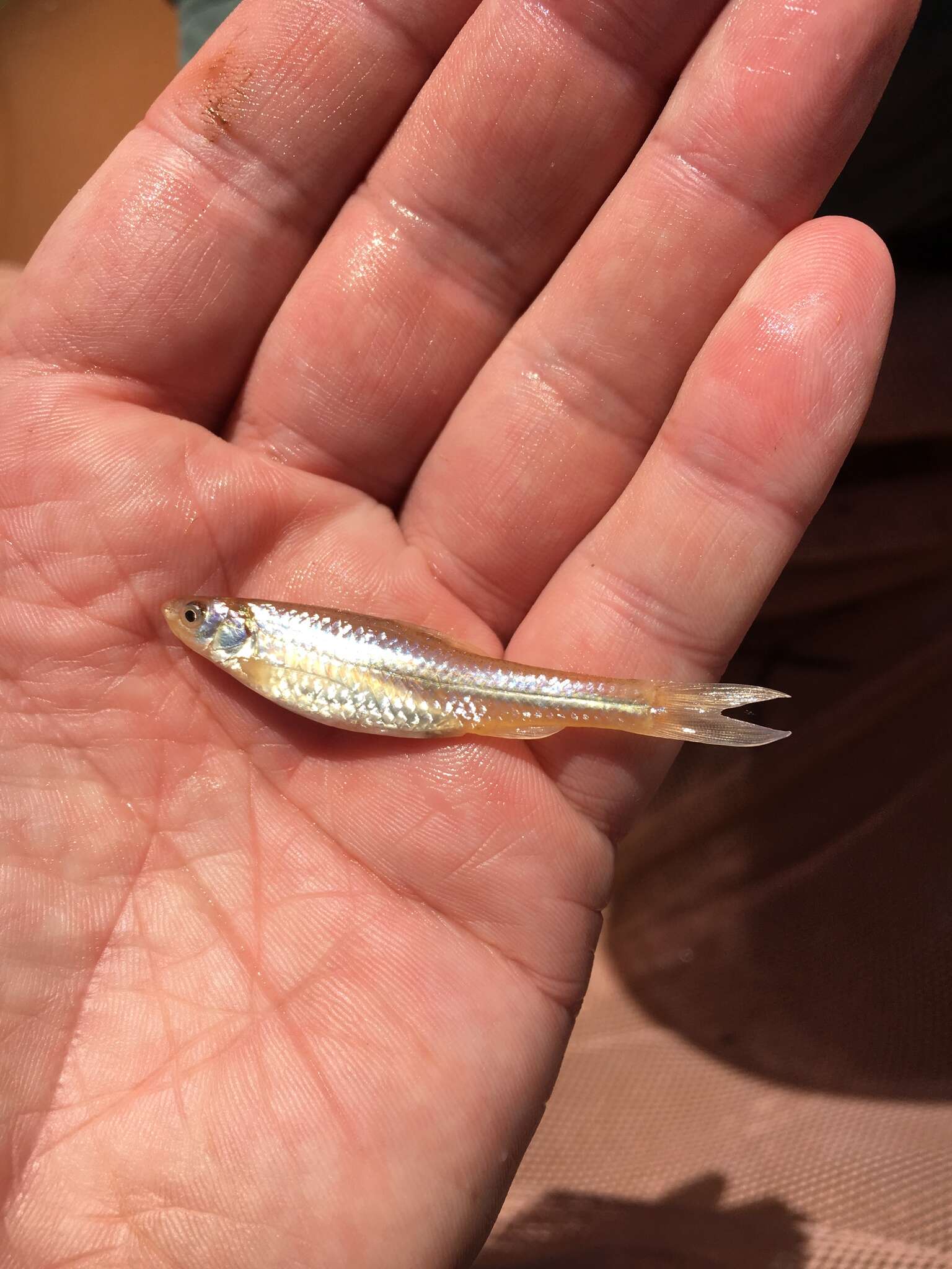 Image of Plains minnow