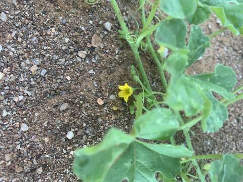 Image of gooseberry gourd