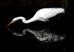 Image of Great Egret