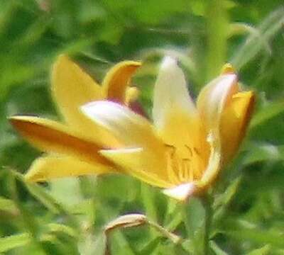 Image of Dumortier's daylily