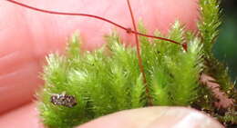 Image of palamocladium moss