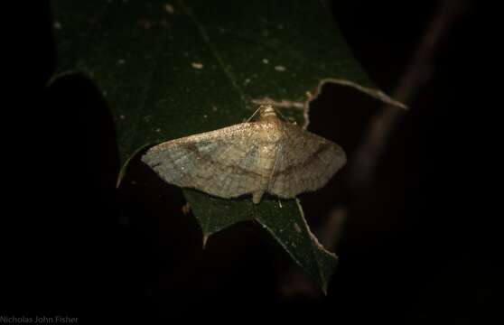 Image of Addaea subtessellata Walker 1866