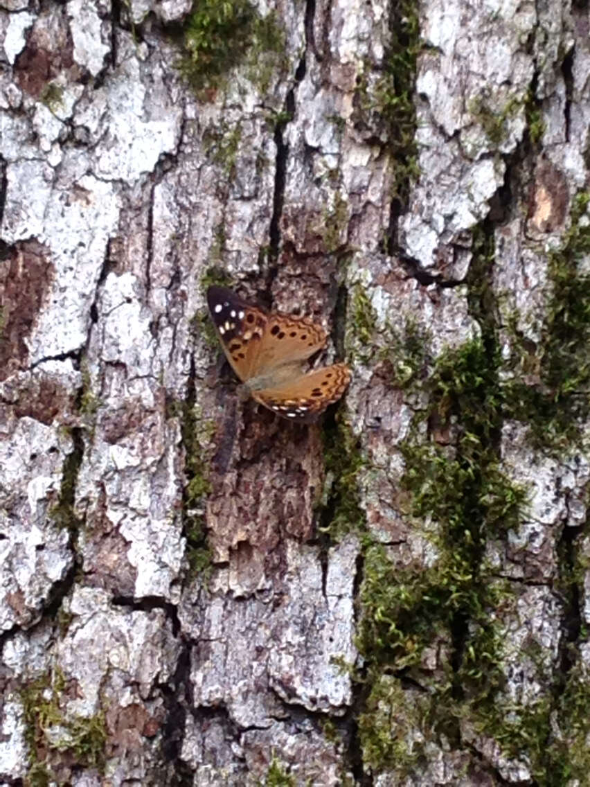 Image of Hackberry Emperor