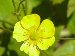 Image of Goldilocks Buttercup