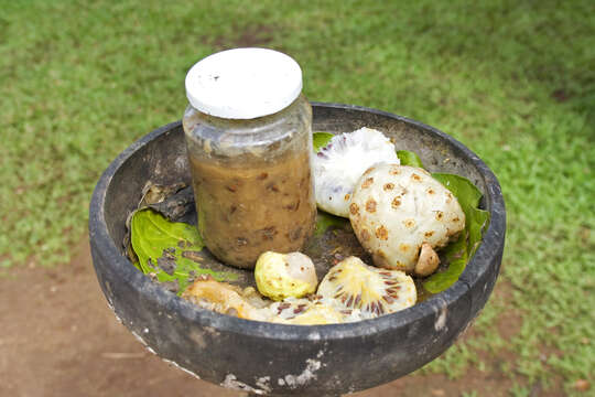 Image of Indian mulberry