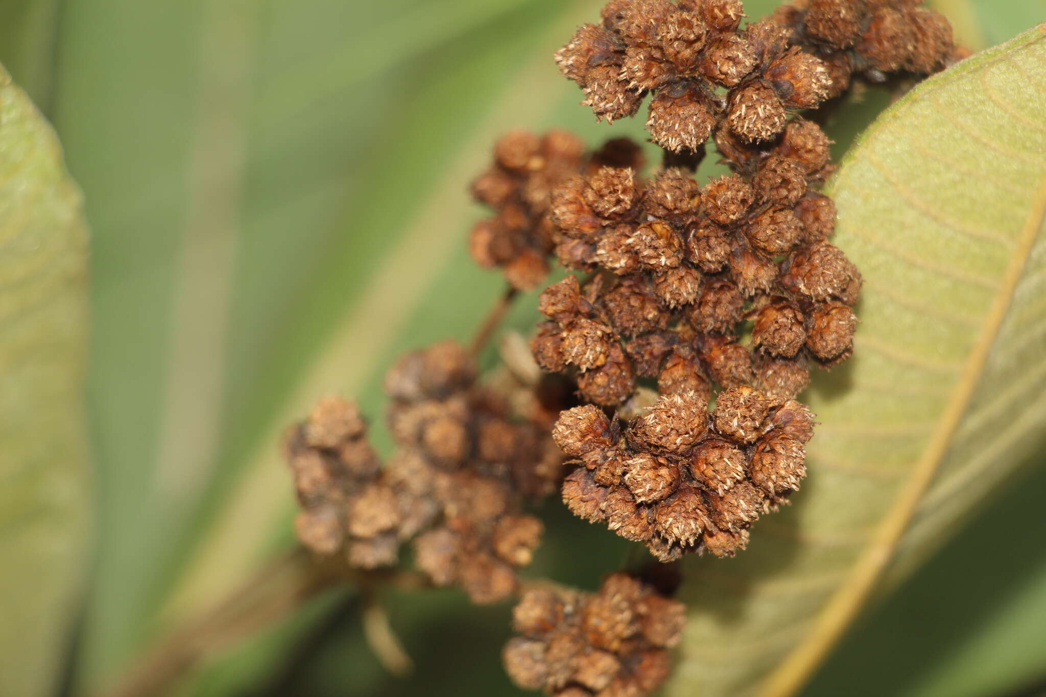 Imagem de Espeletiopsis garciae (Cuatrec.) Cuatrec.