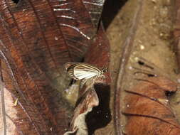 Image of Apaustus gracilis Felder & Felder 1867